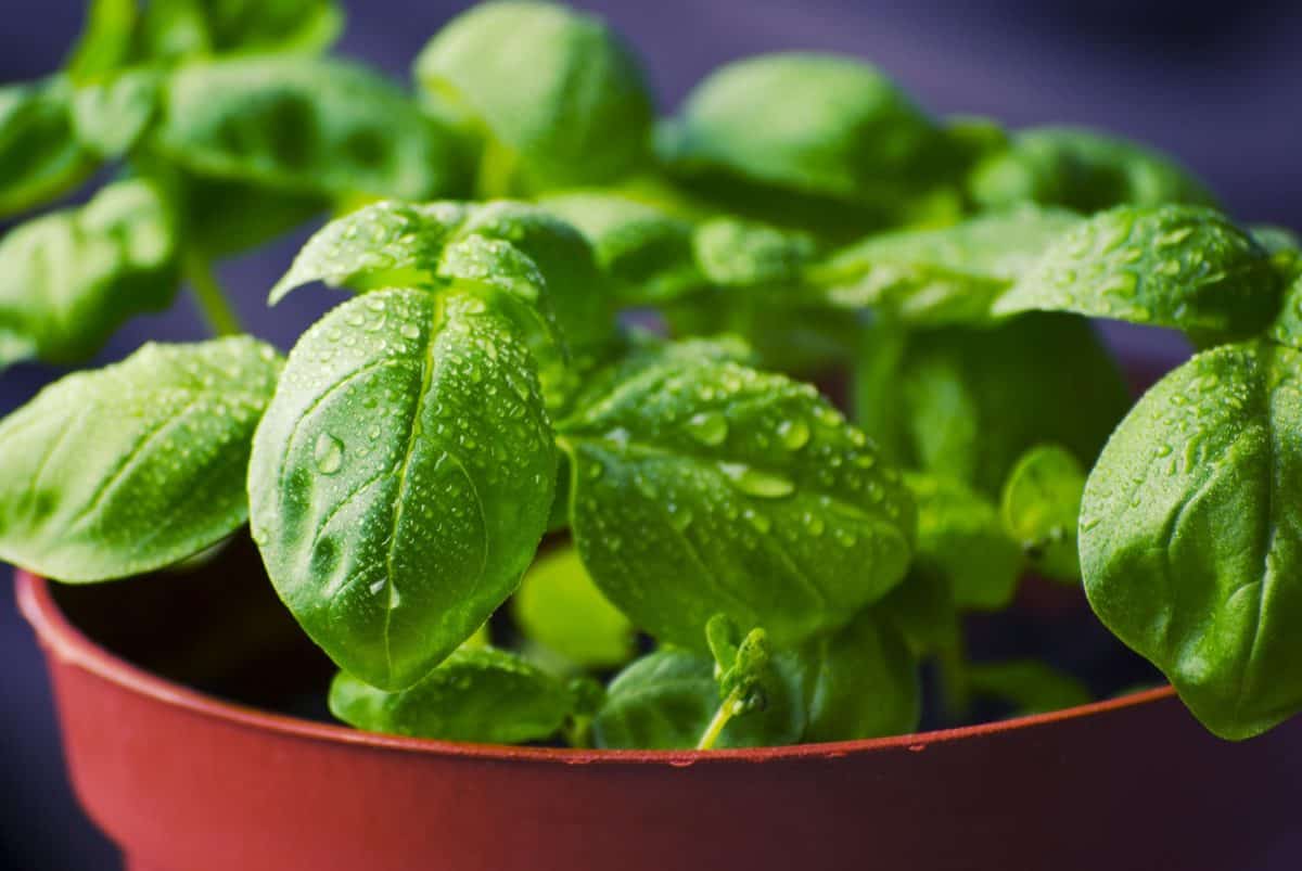 There are many varieties of basil that will repel mosquitos.