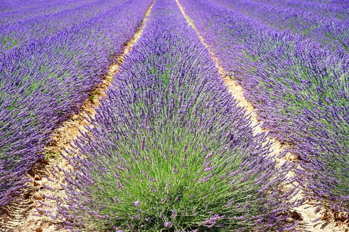 Lavender has a calming fragrance except to mosquitos.
