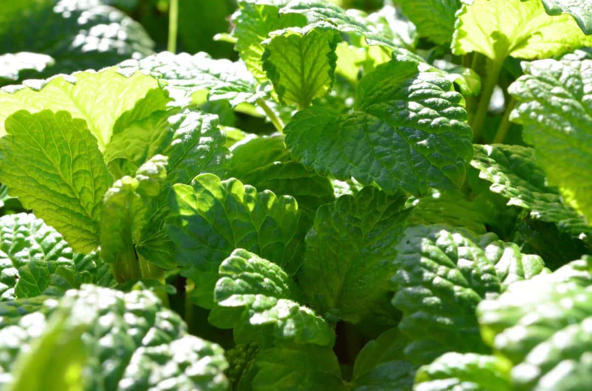 Lemon balm is a great herb used for cooking.