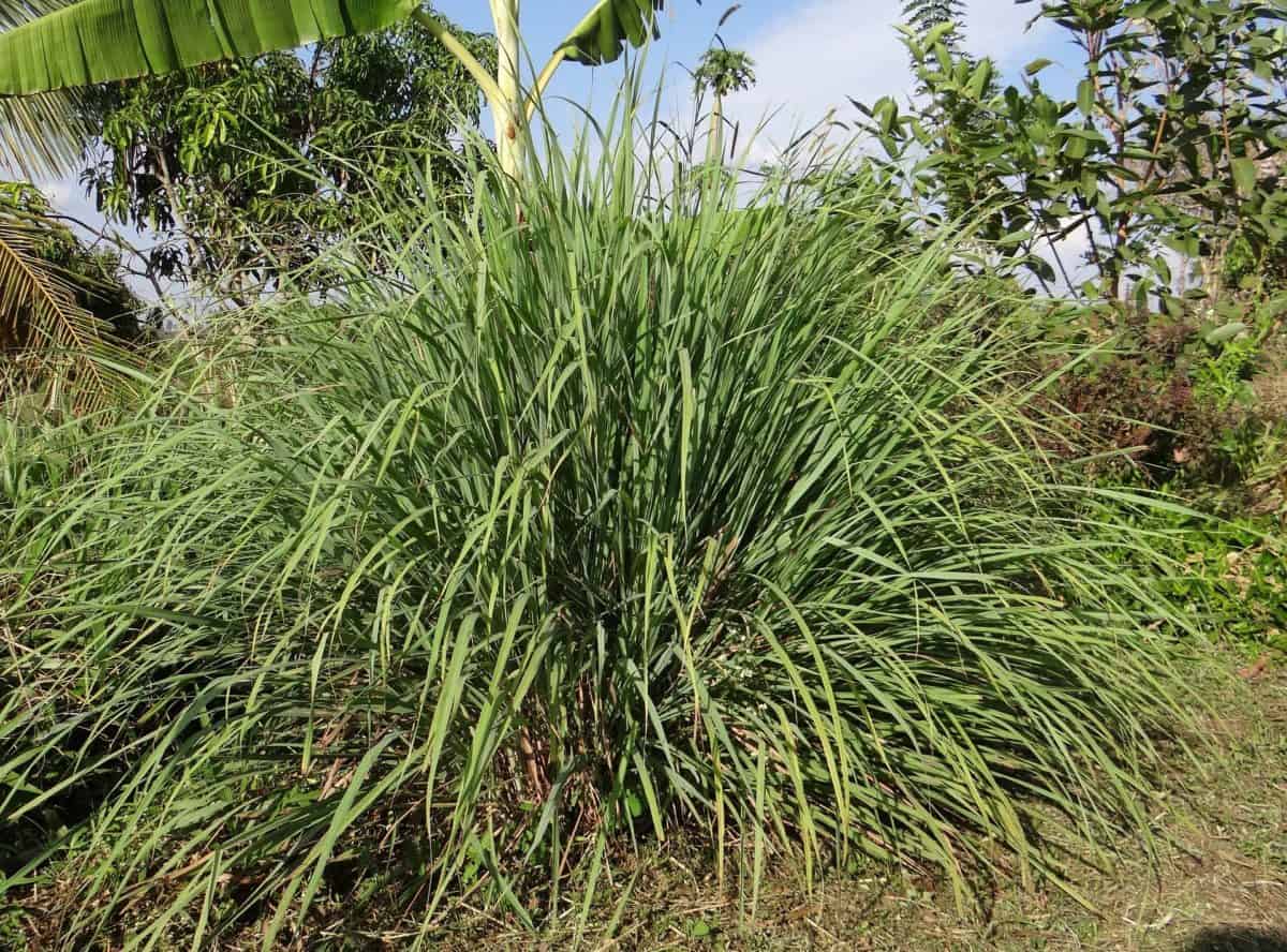 Lemongrass is an aromatic low-maintenance plant that repels mosquitos.
