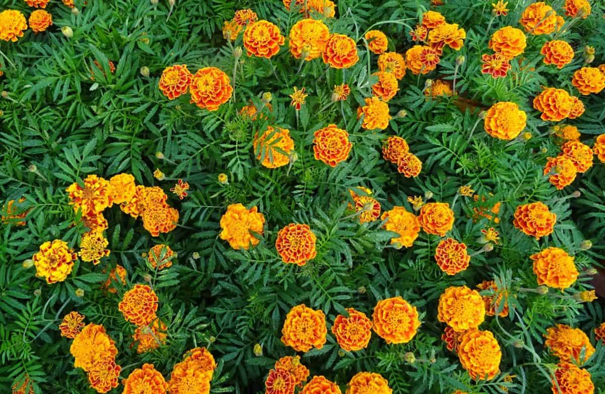 Marigold is beautiful and functional.  
