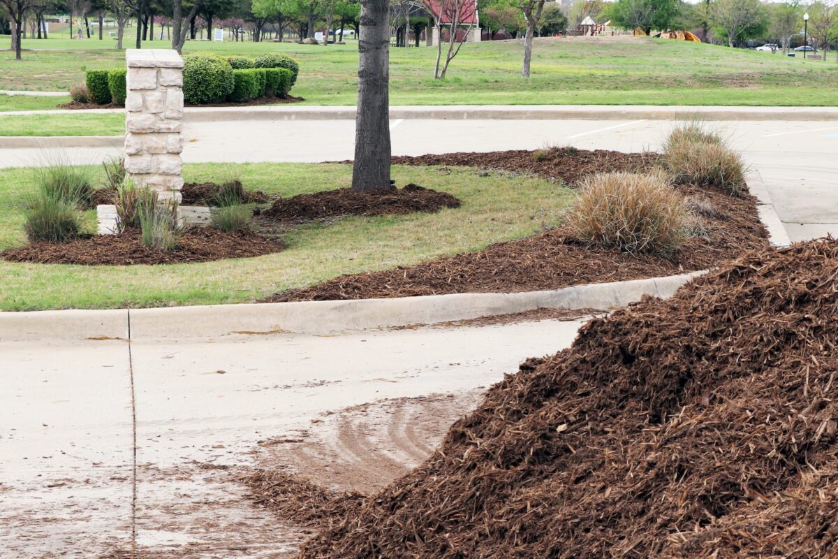Add a 2-4 inch layer of fresh mulch to provide winter warmth and protection