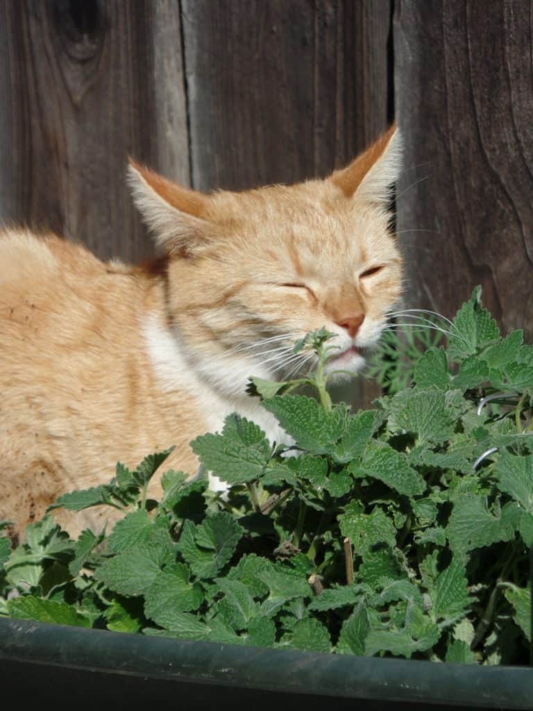 Catnip is up to ten times more powerful than Deet at repelling mosquitos.