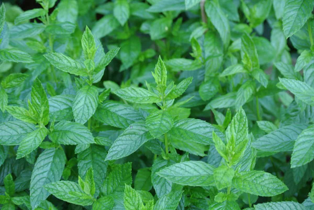 Peppermint has a fresh aroma that smells wonderful.
