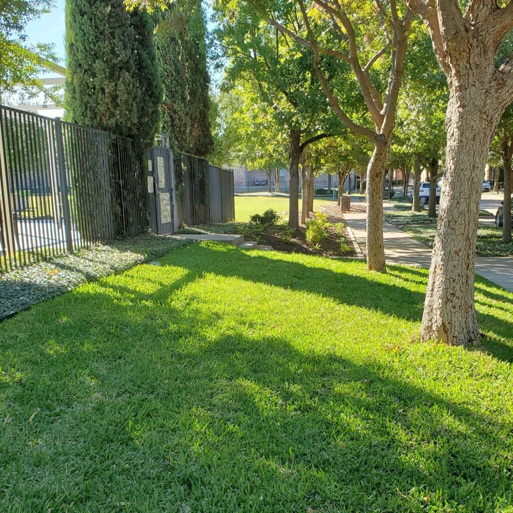 St. Augustine grass has superior shade tolerance.
