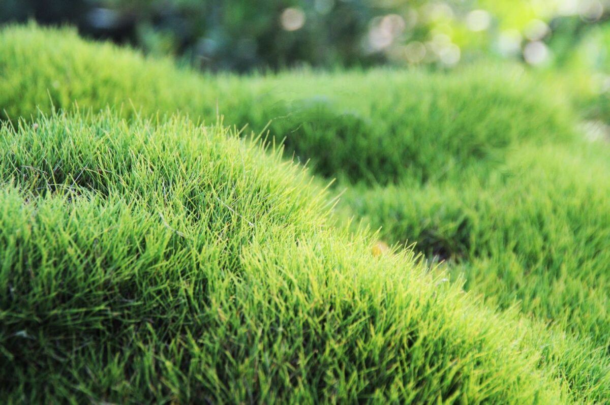 Zoysia grass has a thick mat that chokes out weeds.