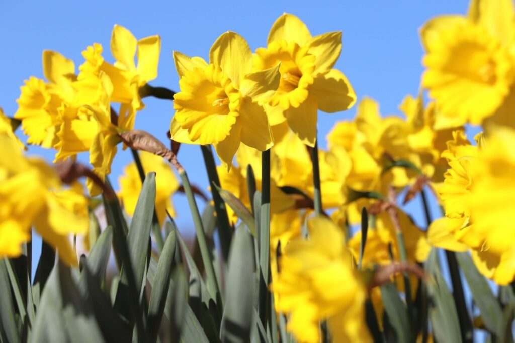 Daffodils bring the promise of spring